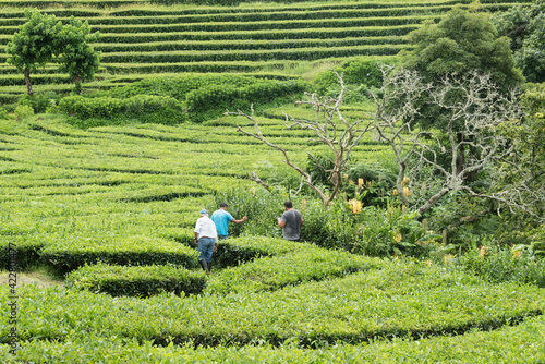 Men picking the top tea leaves at tea factory Cha Gorreana. The oldest and the only tea plantation in Europe.