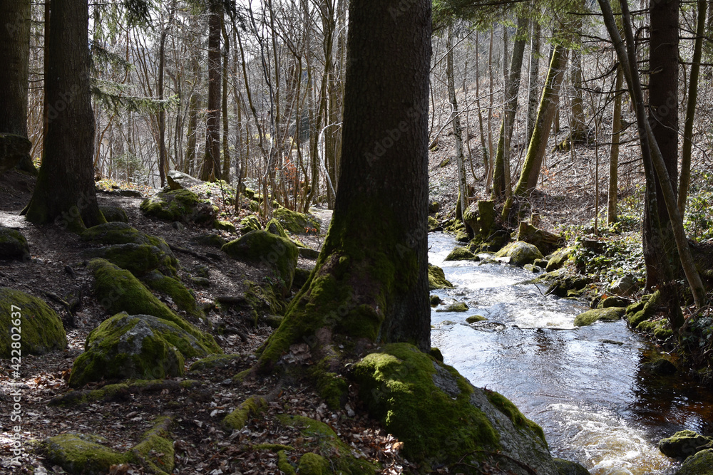 Obraz premium river in the forest