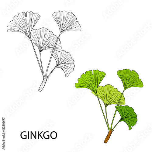 Set of hand drawn leaves ginkgo biloba. Collection ginkgo biloba isolated leaves on a branch berry.
Set of medical, botanical plant. Vector sketch hand drawn.