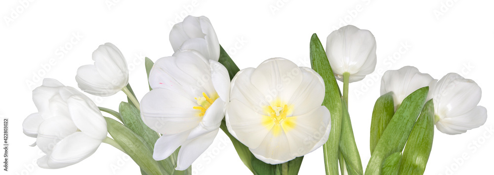 Delicate spring white tulip flowers with green leaves, isolated on white background - wide panoramic floral border, poster or greeting card. Template for elegant spring floral billboard or web banner
