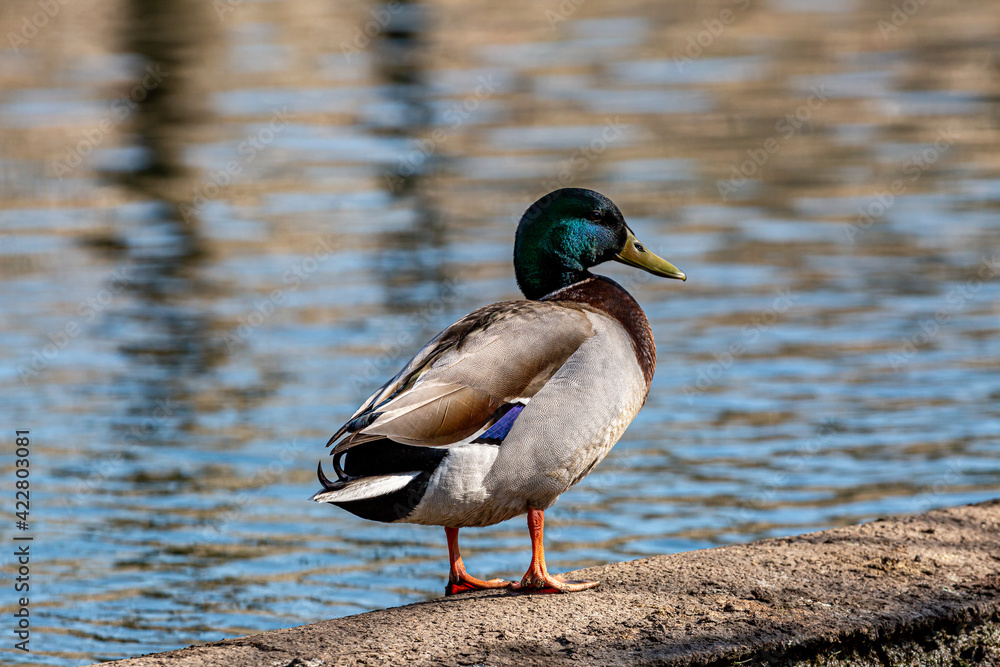 Obraz premium A Close Up of a Male Mallard Duck