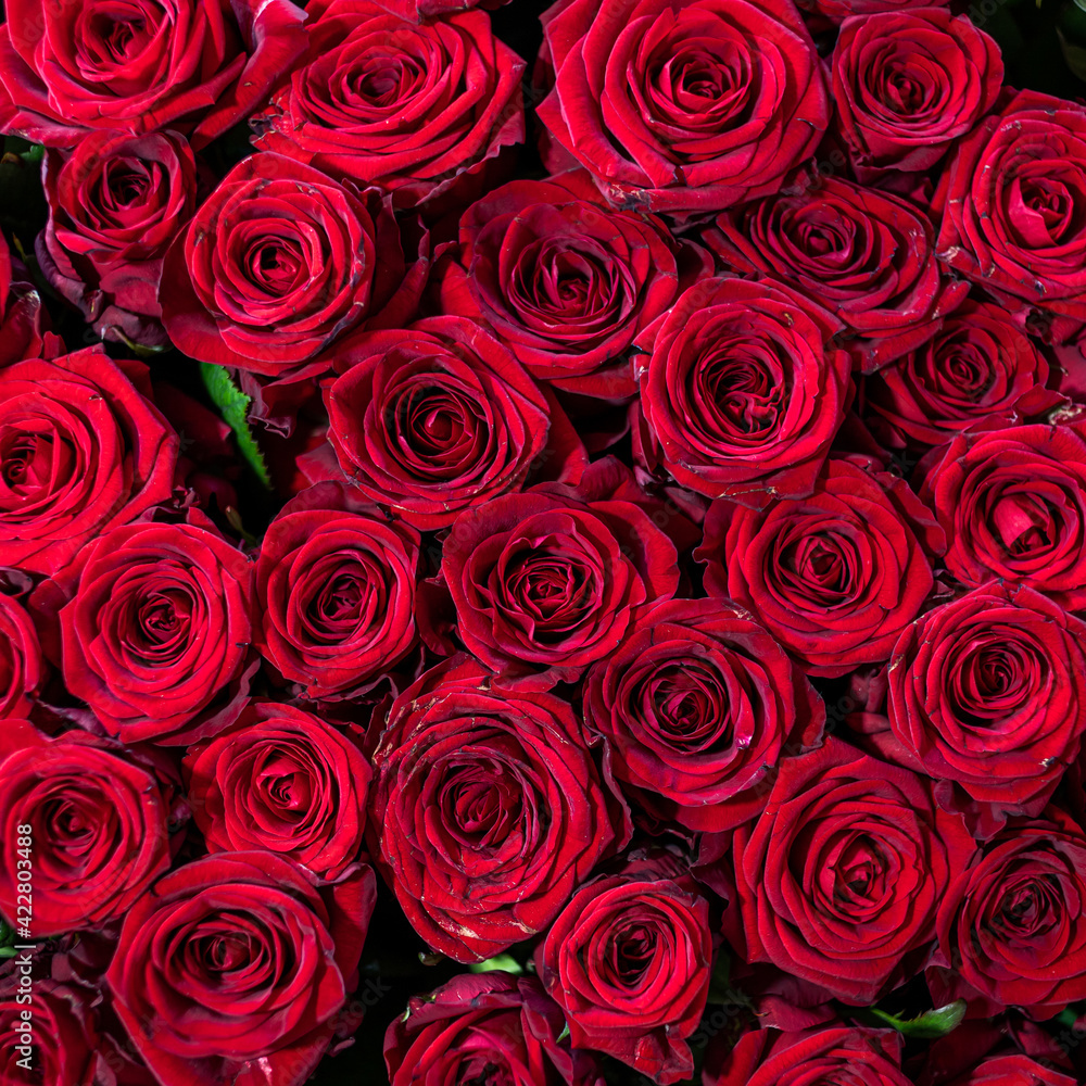 Naklejka premium red roses background