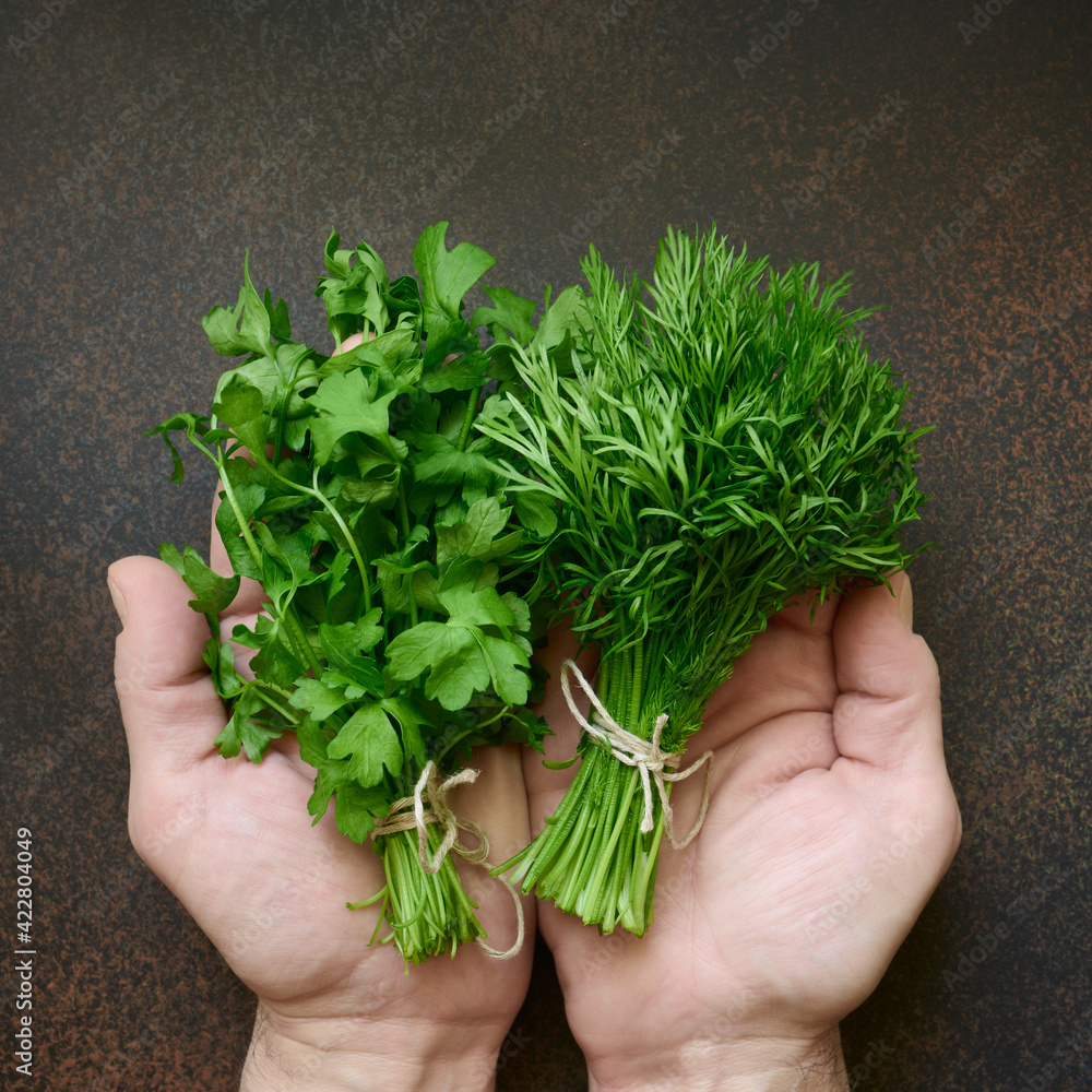 Hands holding fresh dill and parsley greens. The concept of harvesting and healthy organic food, top view Hands holding fresh dill and parsley greens. The concept of harvesting and healthy organic food, top view