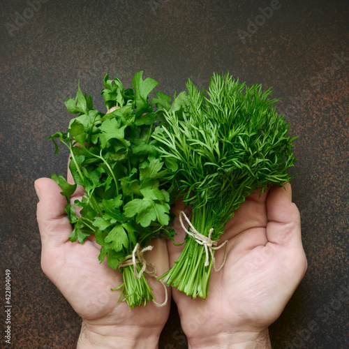 Hands holding fresh dill and parsley greens. The concept of harvesting and healthy organic food, top view