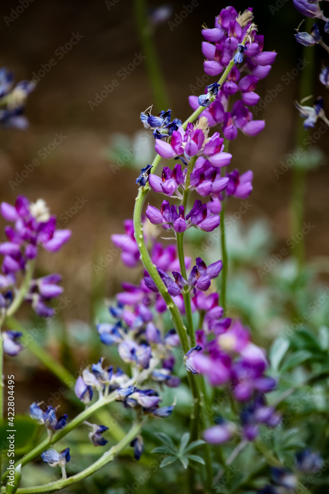 Purple lupine flowers in the field Purple lupine flowers in the field