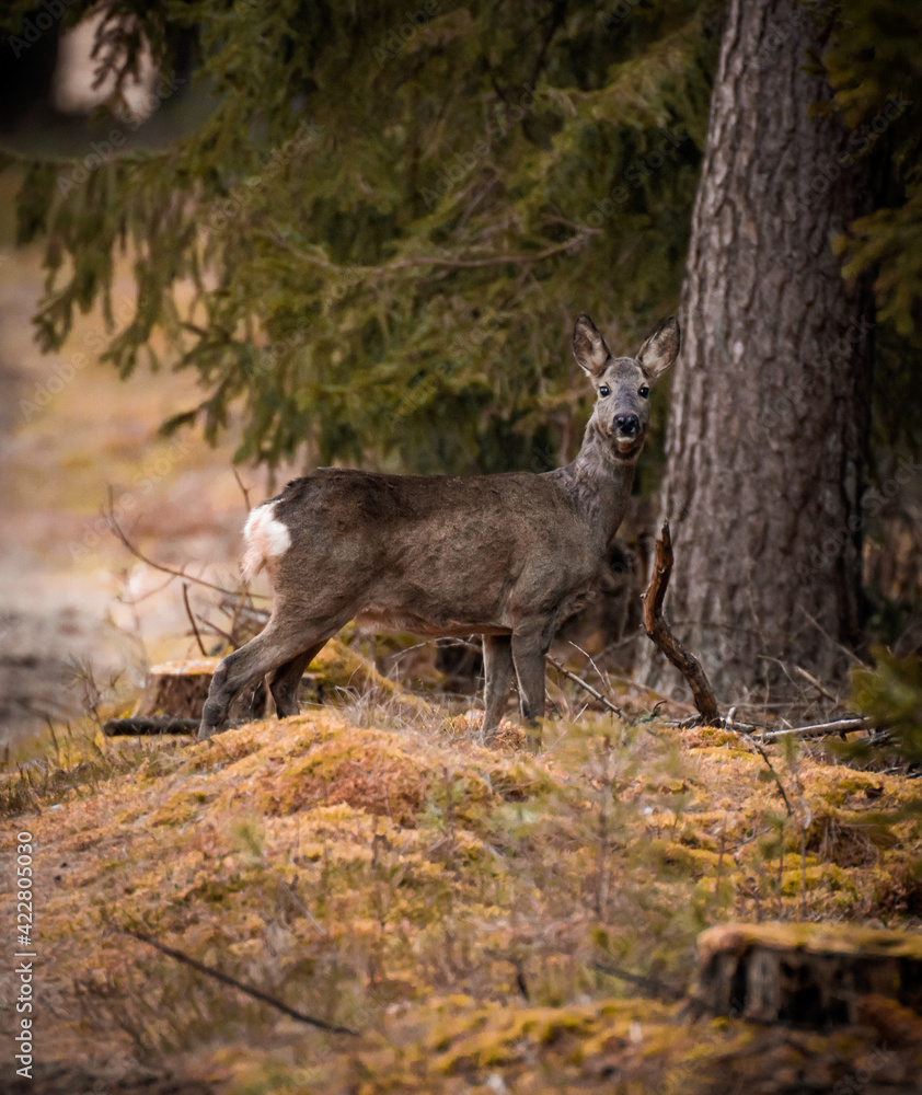 Deer in Forest (Reh im Wald) Deer in Forest (Reh im Wald)