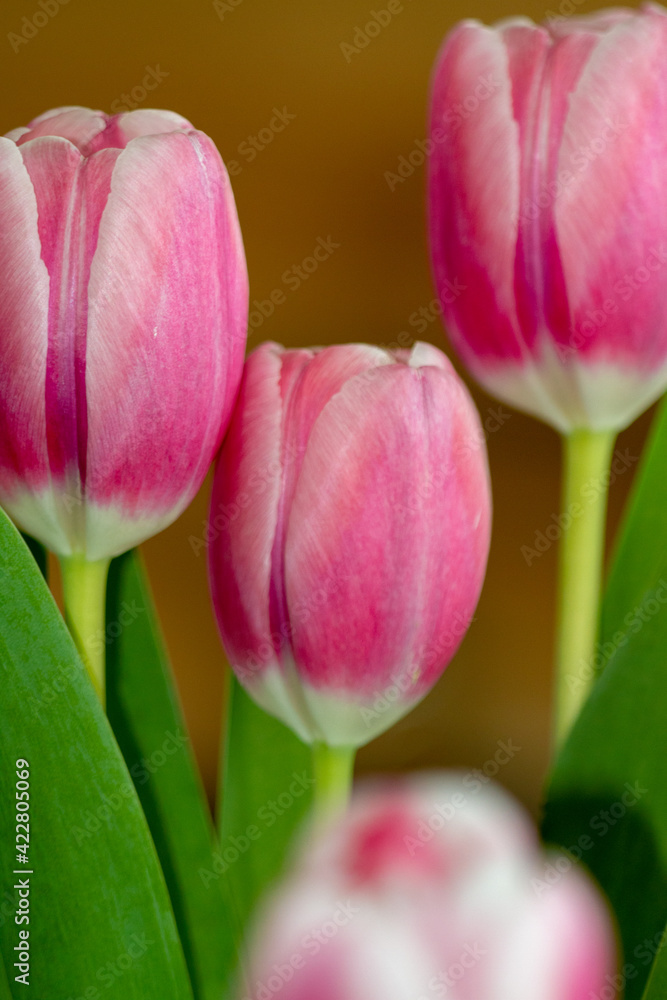 Fototapeta premium Tulpe, Tulpen, Blumen, Strauß, Ostern 