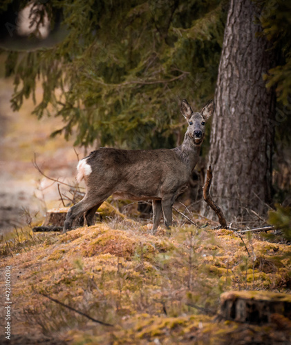 Deer in Forest  Reh im Wald 