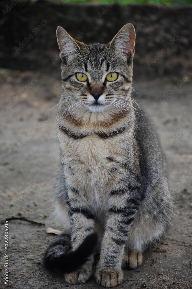 portrait of a cat