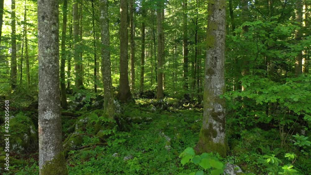 Beautiful calm green sunny forest landscape. Slow forward movement. Beautiful calm green sunny forest landscape. Slow forward movement.