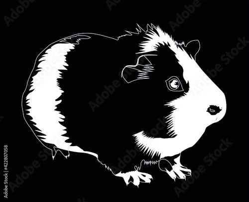 guinea pig white  on black background