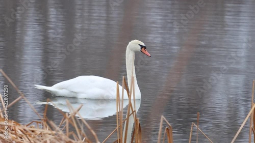 Majestic and quiet this swan takes a dabble from the bottom for a winter snack.