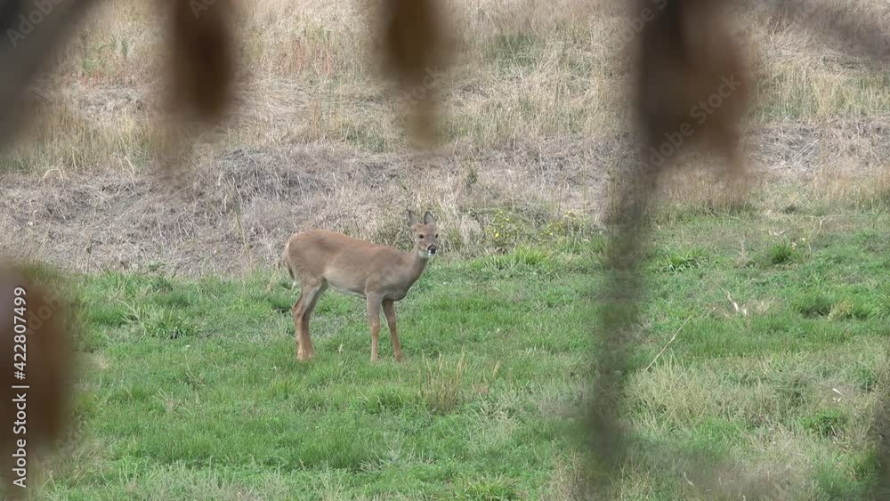 Young Antlerless Deer Grazing in Open Grass Field Looks at Camera Young Antlerless Deer Grazing in Open Grass Field Looks at Camera