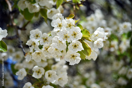 un arbol peral con flores en primavera