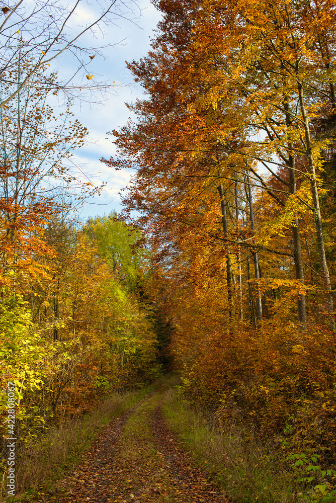 Waldweg im Herbstlaub