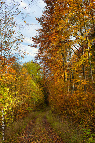 Waldweg im Herbstlaub © Thomas Otto
