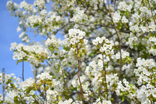 un arbol peral con flores en primavera