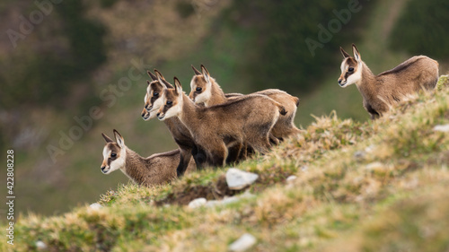 Little tatra chamois kids standing in mountains in spring photo