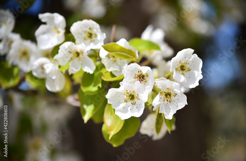 un arbol peral con flores en primavera