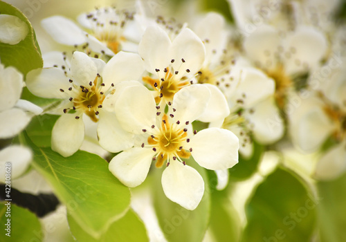 Fototapeta Naklejka Na Ścianę i Meble -  un arbol peral con flores en primavera