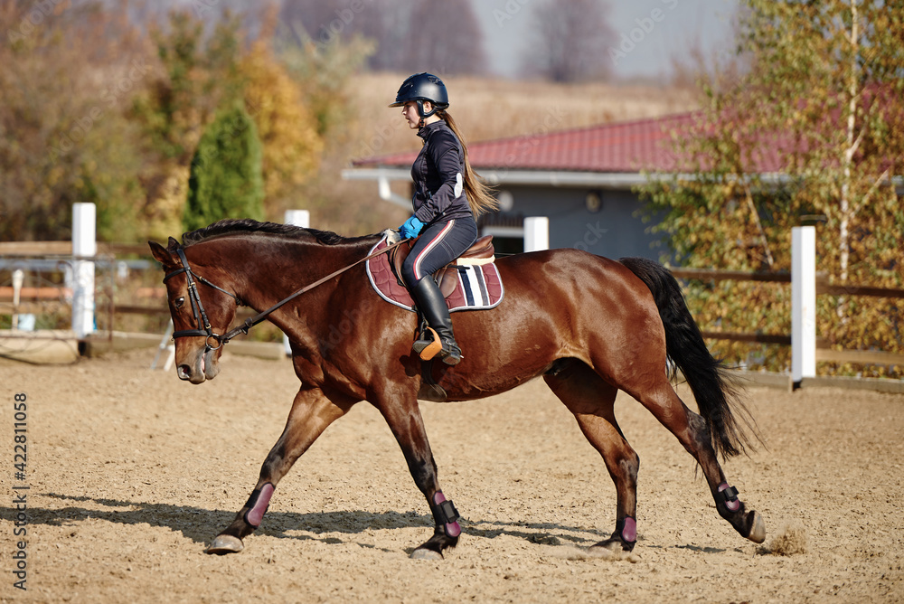 Obraz premium Young horsewoman riding on brown horse in paddok outdoors, copy space. Equestrian sport.