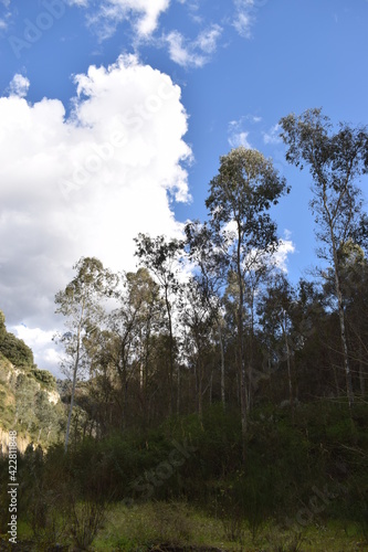 Group of Eucalyptus erythrocorys trees photo