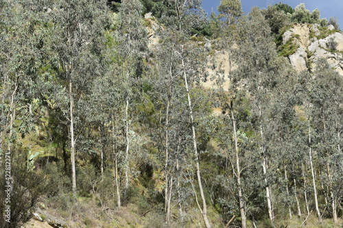 Group of Eucalyptus erythrocorys trees photo