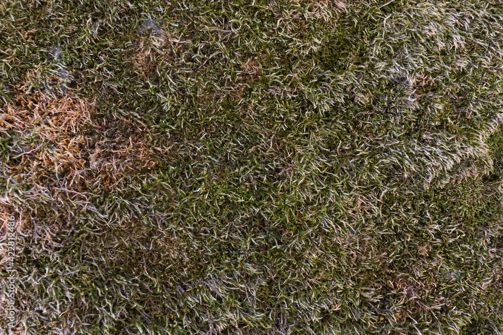 Dry mossy surface on the ground Dry mossy surface on the ground