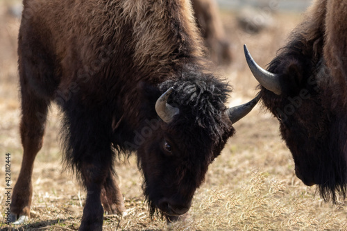 Photography American Bison (Bison bison) males butt heads on a dry grassy field on an early
