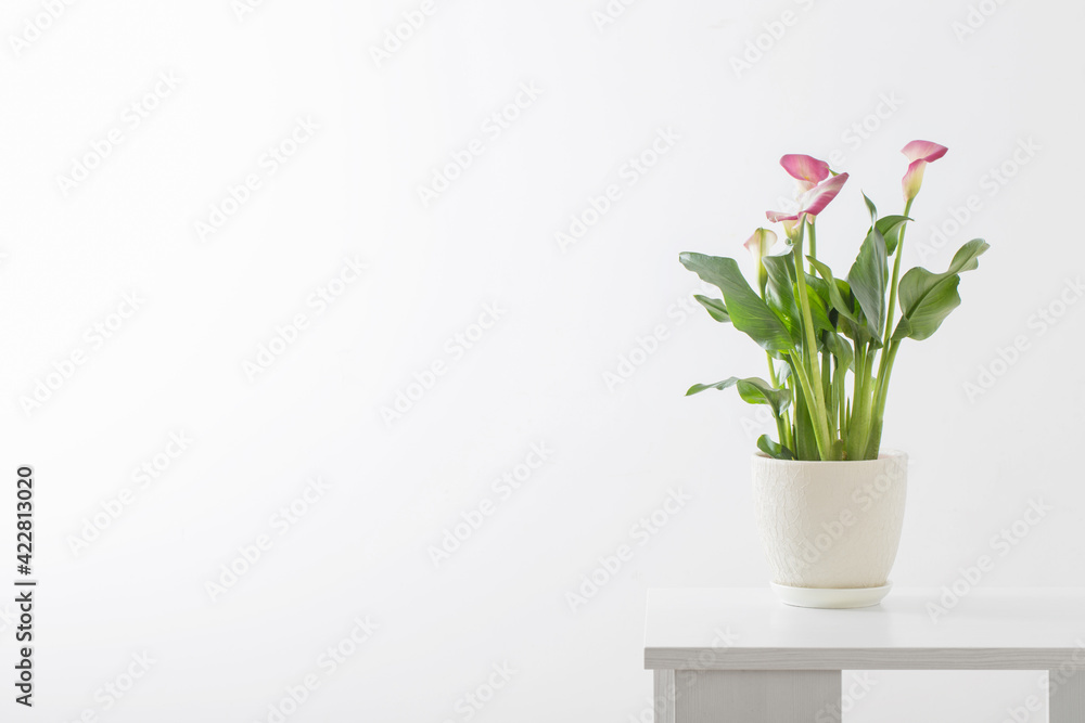 pink calla lily in flower pot on white background