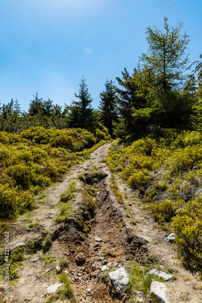Long mountain trail in Jizera Mountains with high trees around Long mountain trail in Jizera Mountains with high trees around