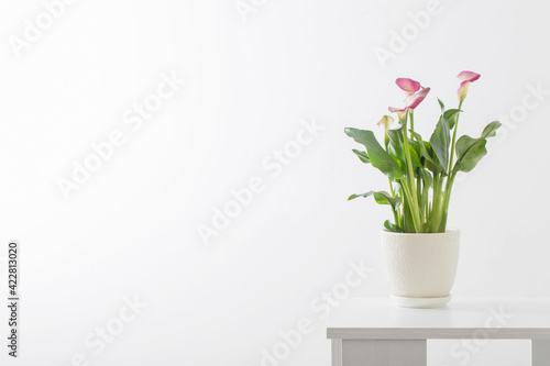 Fototapeta Naklejka Na Ścianę i Meble -  pink calla lily in flower pot on white background