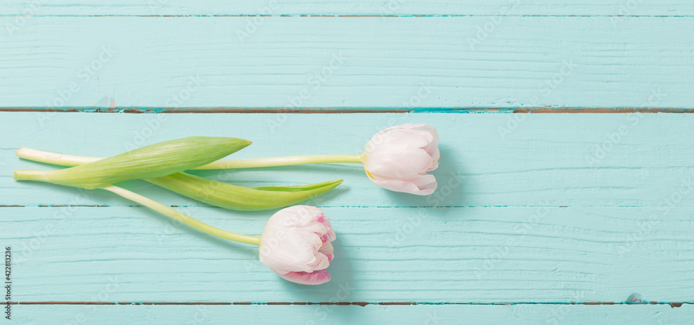 two tulips on blue mint wooden background two tulips on blue mint wooden background