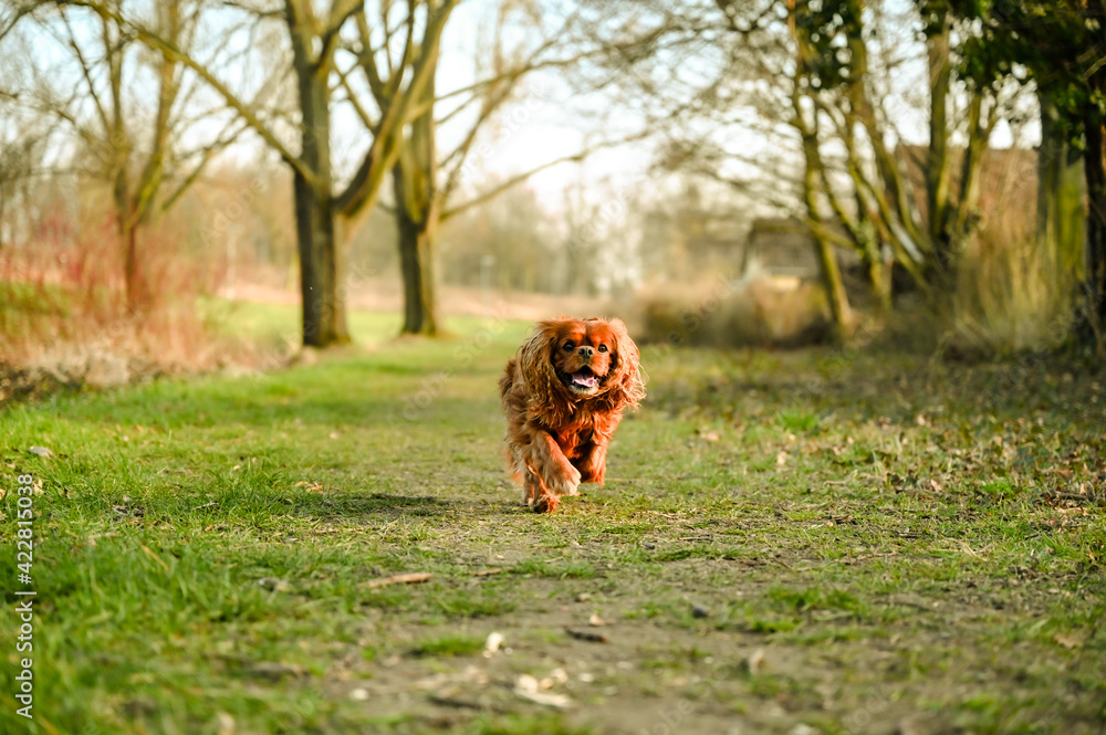 Cavalier King Charles Spaniel dog running across the meadow