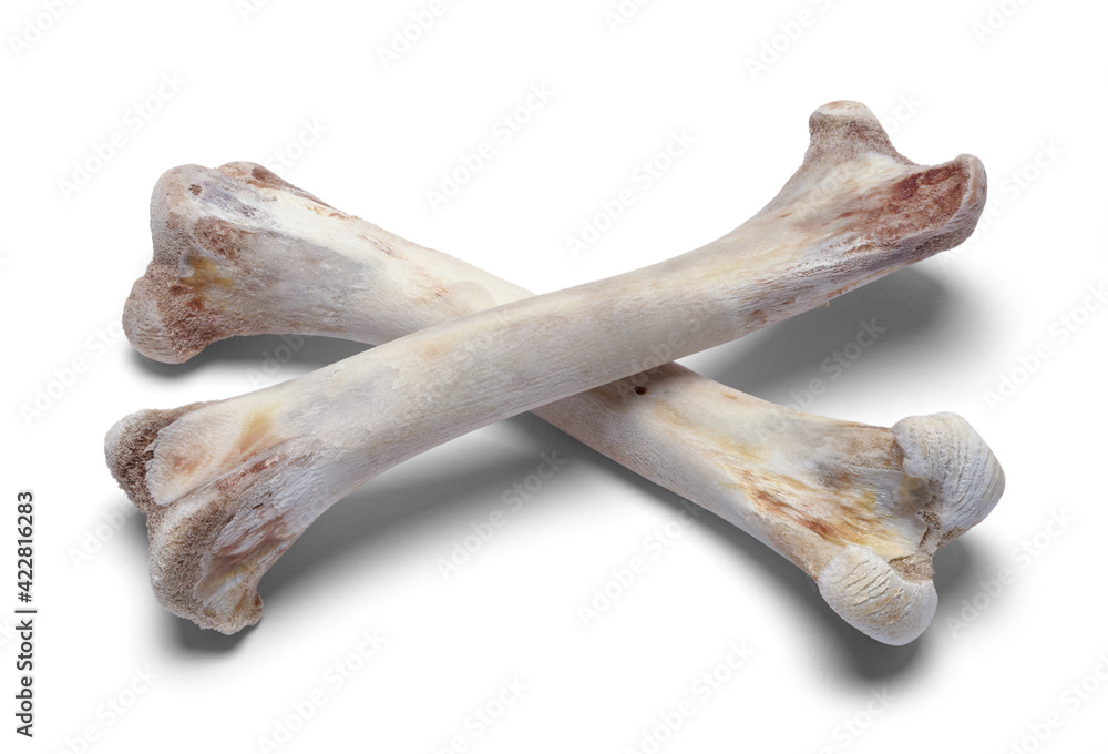 Cross Bones Cross Bones