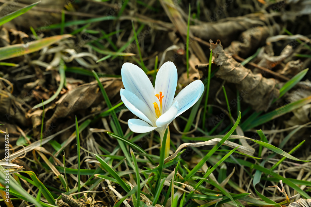 White crocus begins to bloom in the spring White crocus begins to bloom in the spring