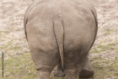 Nashorn, Hintern, Wildnis photo