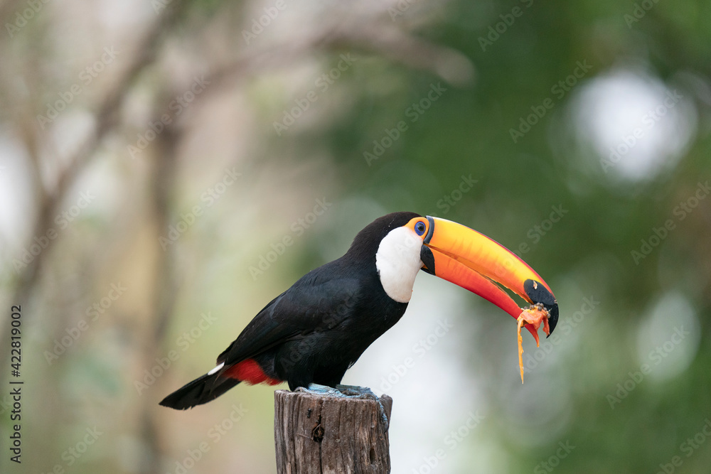 Fototapeta premium The Toco toucan (Ramphastos toco)