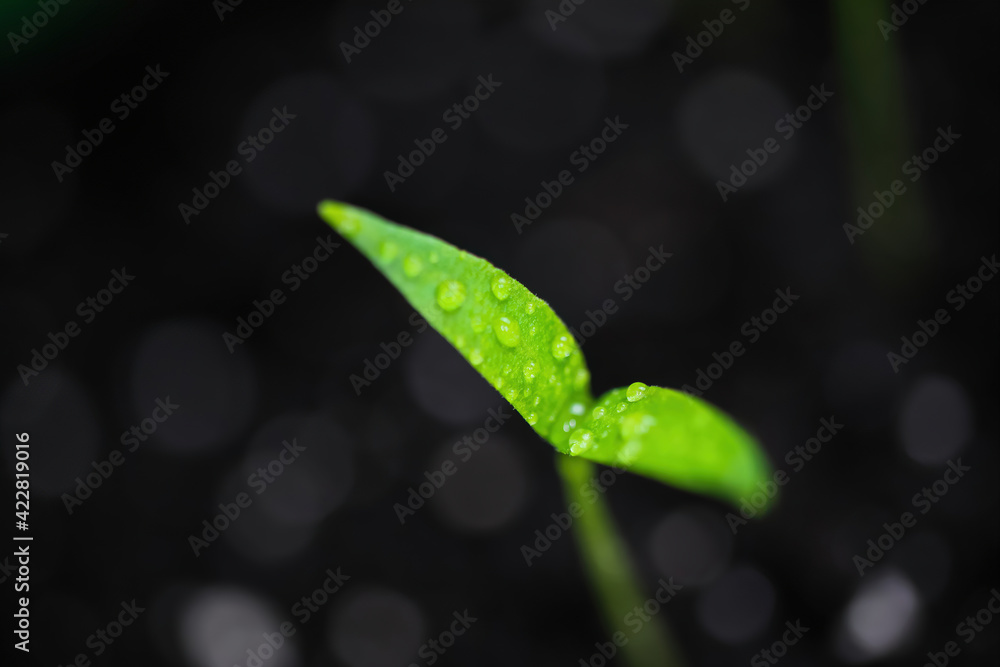 Macro closeup of isolated sprouting wet young green chili plant with water drops on brown growing soil Macro closeup of isolated sprouting wet young green chili plant with water drops on brown growing soil