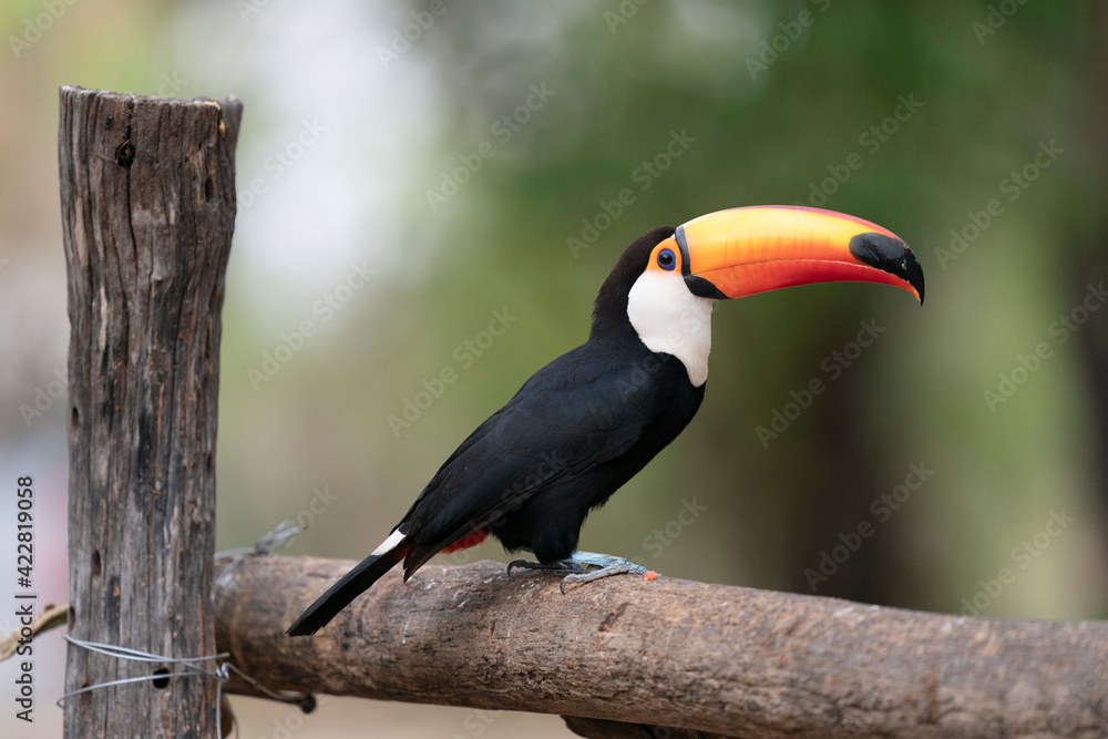 Fototapeta premium The Toco toucan (Ramphastos toco)