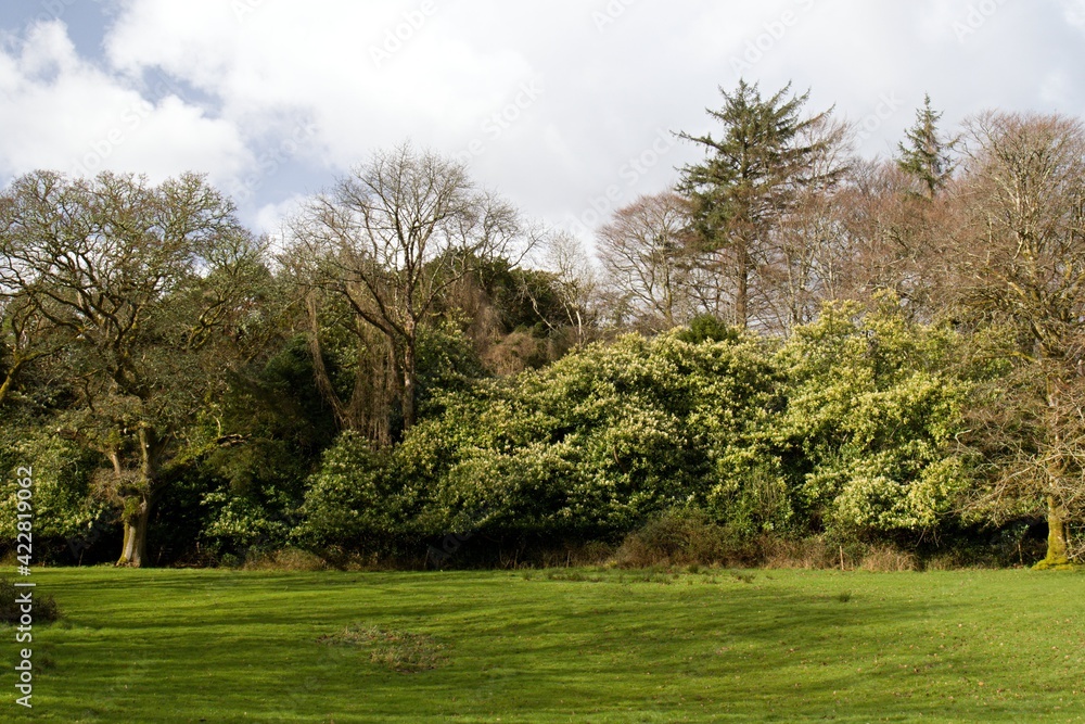 Beautiful and rare forests in the Killarney National Park. Ireland. Europe. Beautiful and rare forests in the Killarney National Park. Ireland. Europe.