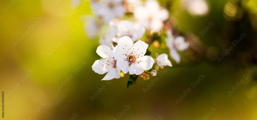 White easter or mothers day blossom, flower in spring, web banner with copy space White easter or mothers day blossom, flower in spring, web banner with copy space