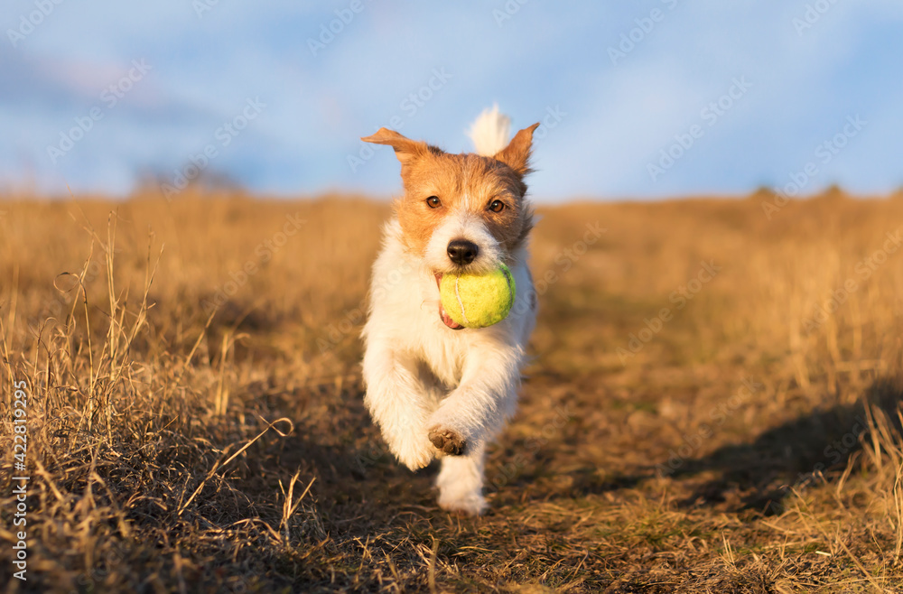 Happy Puppy Running