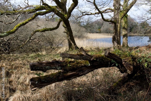 Trees at Lake Lough Leane in Killarney National Park. Ireland. Europe.