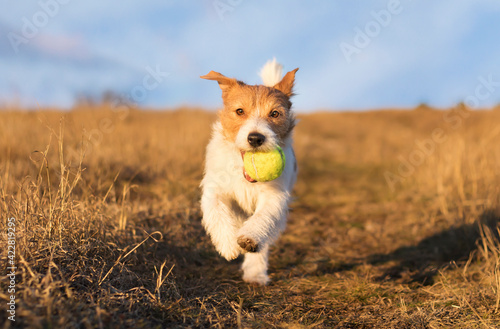 Playful happy pet dog puppy running in the grass and playing with a tennis ball