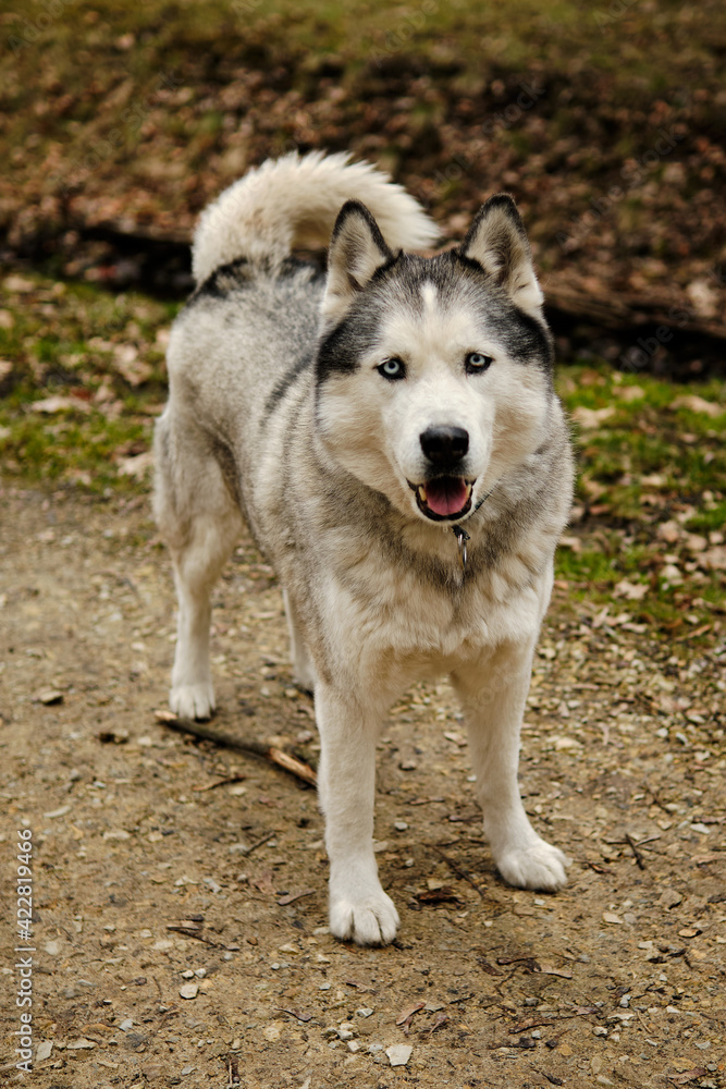 Obraz premium Pies siberian husky w czasie spaceru w parku.