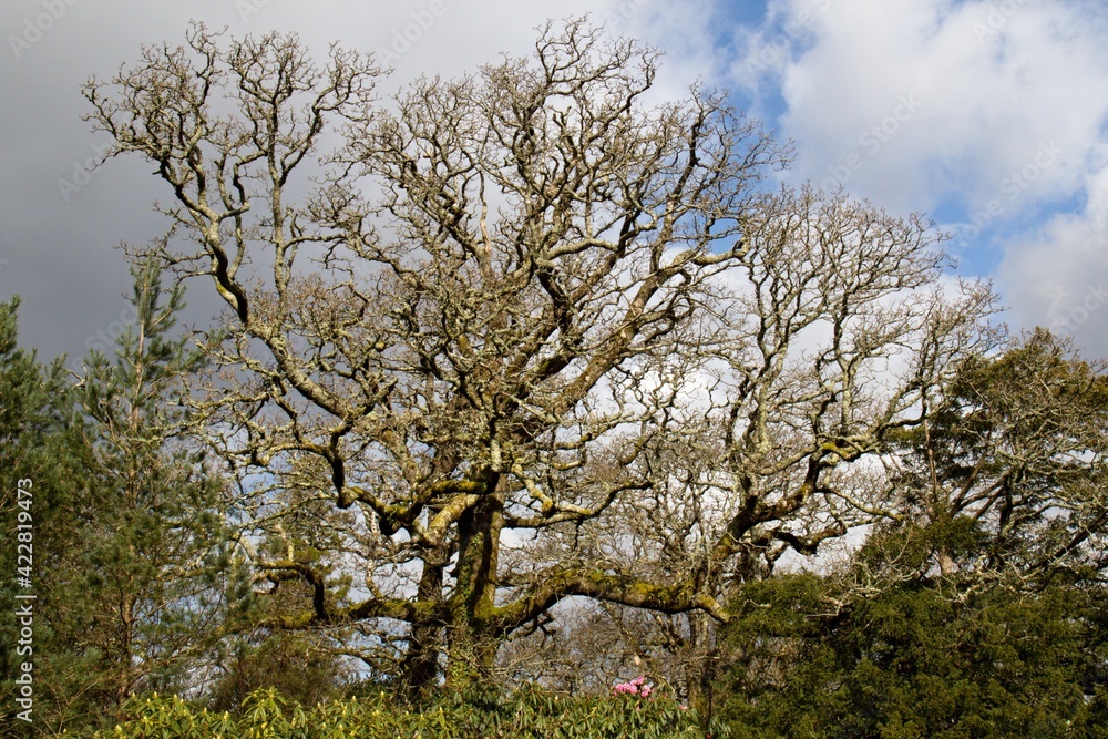 Beautiful and rare forests in the Killarney National Park. Ireland. Europe. Beautiful and rare forests in the Killarney National Park. Ireland. Europe.