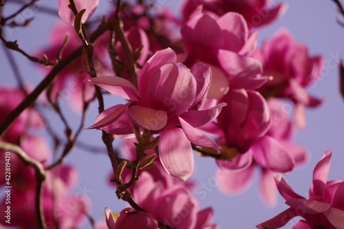 Fototapeta Naklejka Na Ścianę i Meble -  Magnolia blossom time in Ireland. March. 