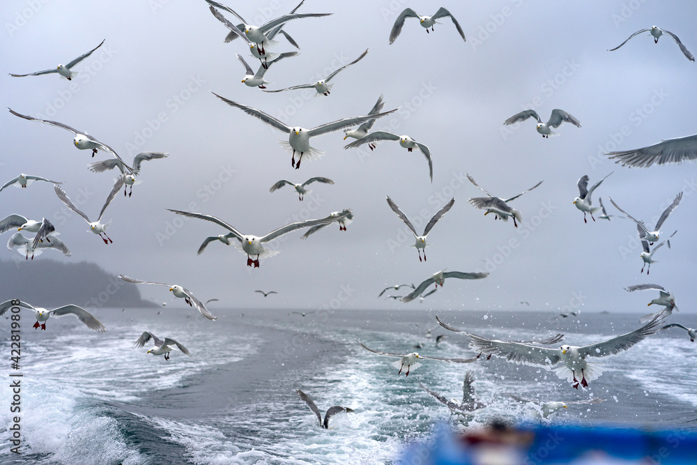 Fototapeta premium Flock of Seagulls