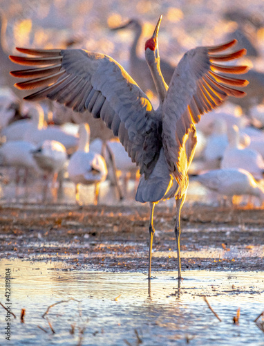 Fotografie Sandhill Cranes and Snow Geese Goose Takeoff at Sunrise at Bosque del Apache Nat